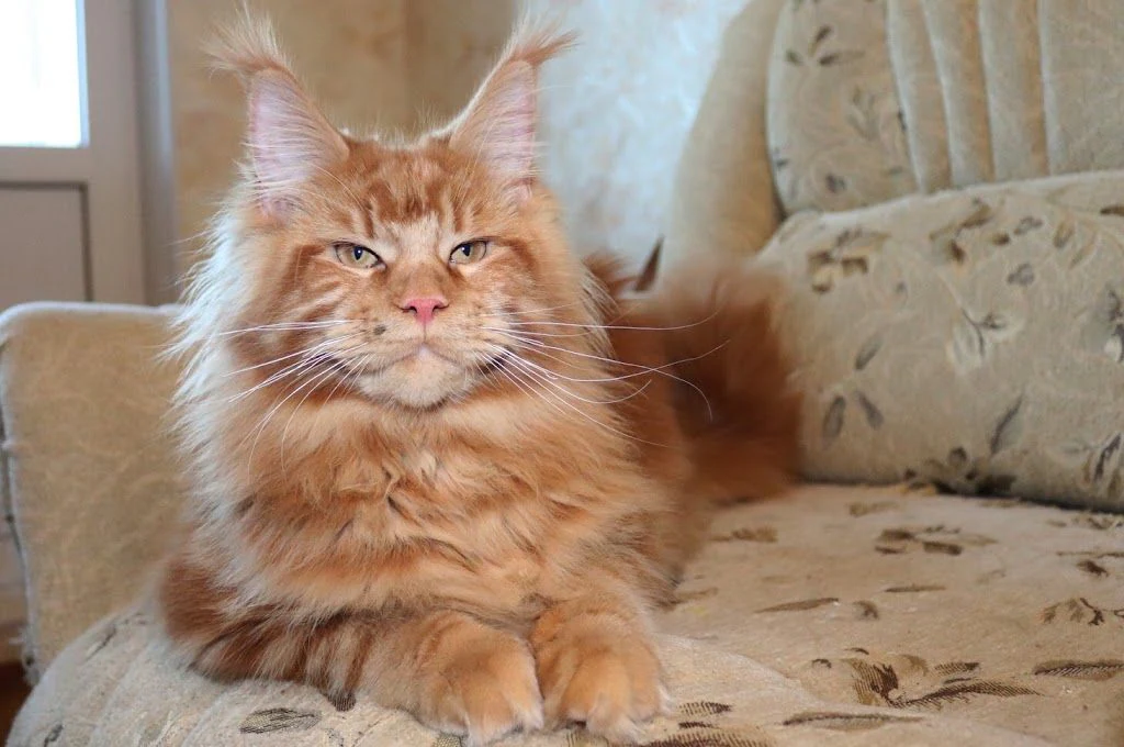 Розплідник аборигенної американської породи мейн-кун "Forest Lynx" — фото 2