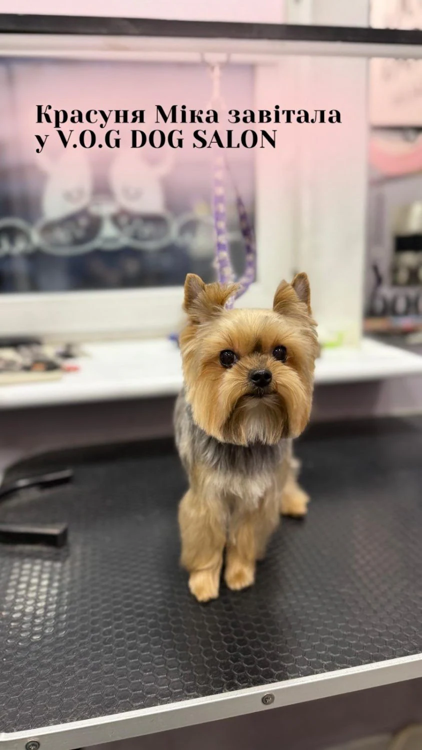 Перукарня для собак і котів "V.O.G DOG SALON" — фото 5
