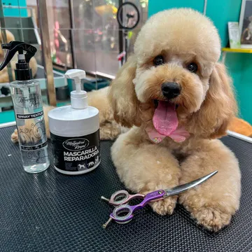 Фото бізнесу Фризьорски салон за кучета "The Lucky Grooming"