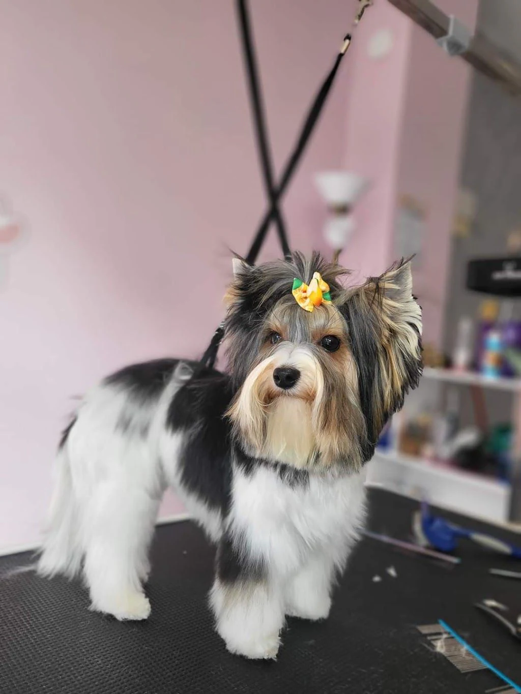 Груминг салон "Beauty Pets Grooming" — фото 2