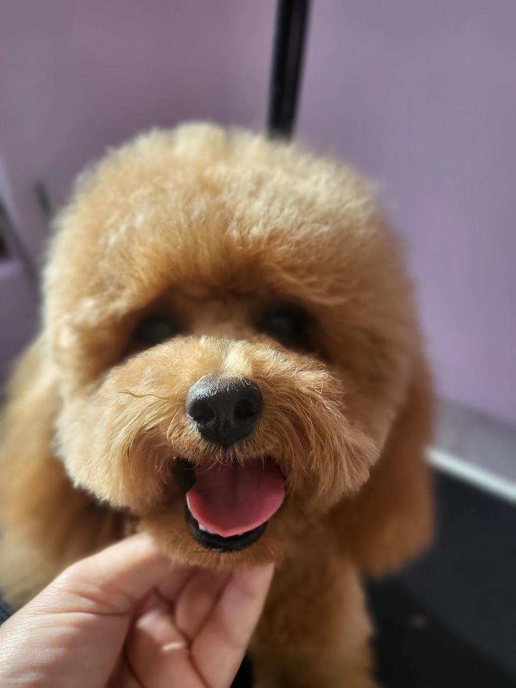 Груминг салон "Beauty Pets Grooming" — фото 4