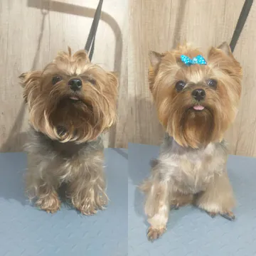 Фото бізнесу Грумінг собак "Perfect grooming"