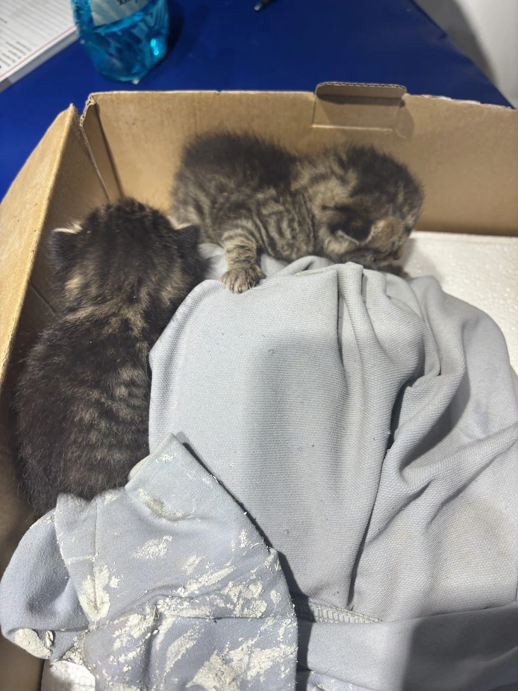 Ветеринарна клініка "СоноВет" — фото 3