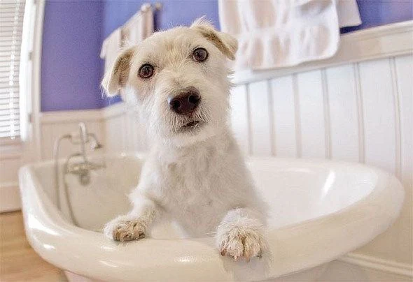 Грумінг салон "Happy animals" — фото 3