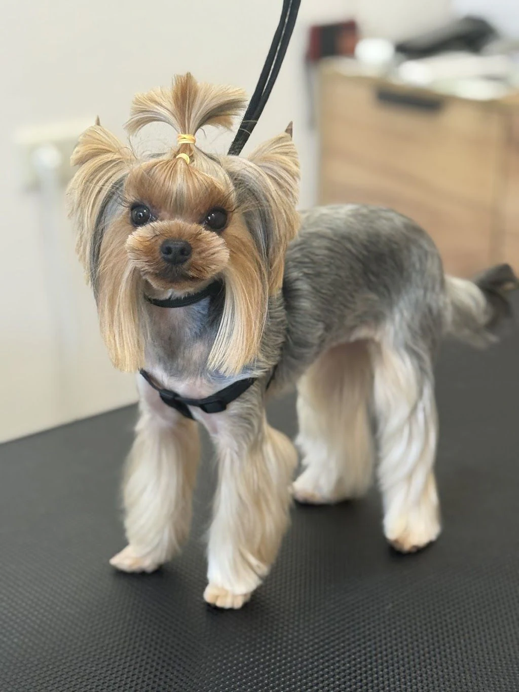 Груминг салон "Findus Pet Grooming" — фото 2