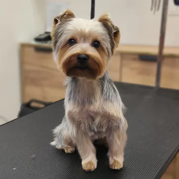 Фото бізнесу Груминг салон "Findus Pet Grooming"