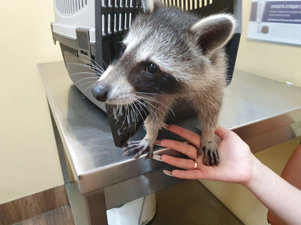 Ветеринарна лікарня "Animal Care Clinic"(Клініка лікаря Зіміної) — фото 2