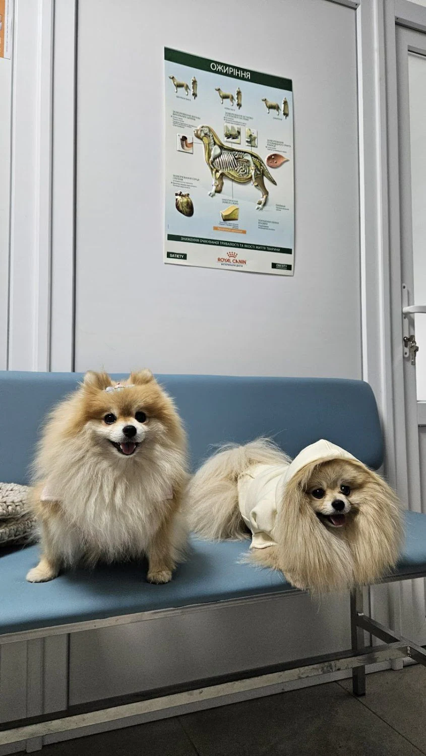 Ветеринарна лікарня "Animal Care Clinic"(Клініка лікаря Зіміної) — фото 4