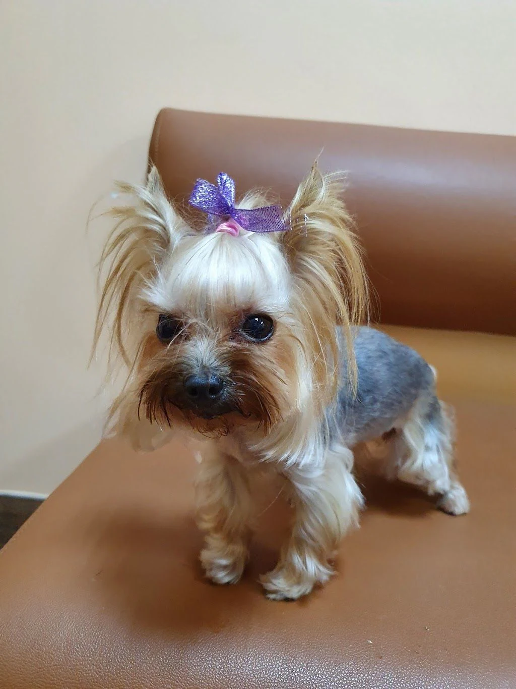 Ветеринарна лікарня "Animal Care Clinic"(Клініка лікаря Зіміної) — фото 3