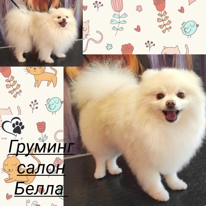Груминг салон "Белла" — фото 3