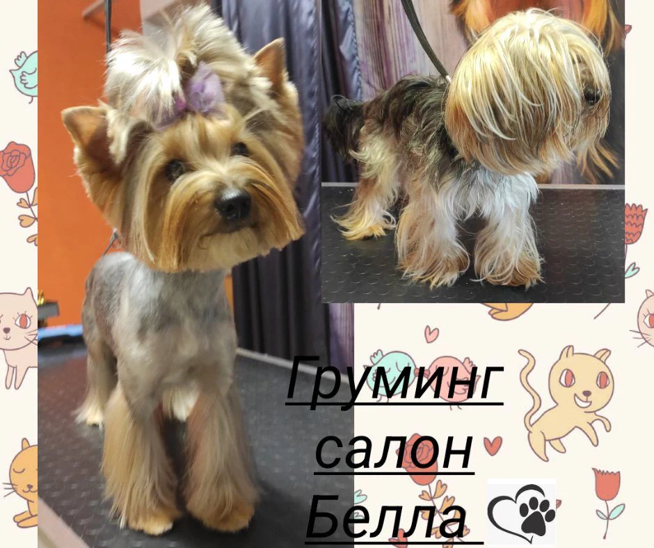 Груминг салон "Белла" — фото 2