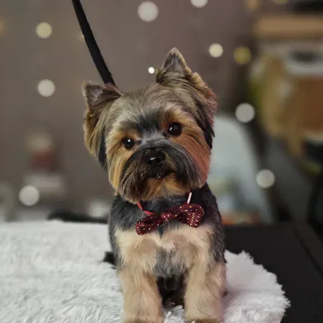 Фото бізнесу Груминг салон "Puppy Studio Valentina"