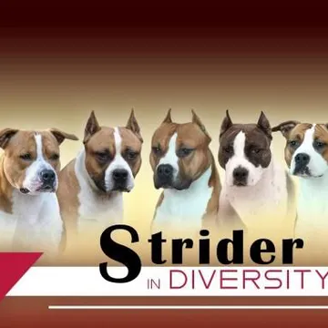 Фото бізнесу Американський стаффордширський тер'єр| Розплідник "Strider in Diversity kennel"