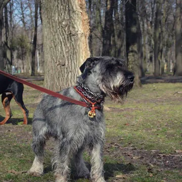 Фото бізнесу Дресирування собак "K-9"