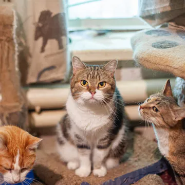 Фото бізнесу Фонд допомоги безпритульним тваринам "Happy Paw"