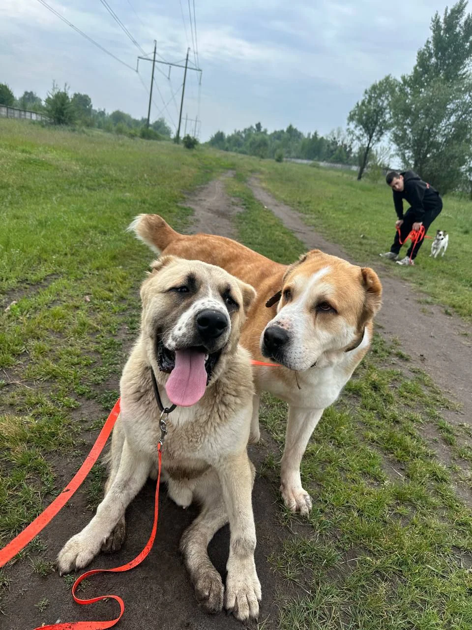 DOGLAND by Loktionov | КІНОЛОГ У КИЄВІ | ДРЕСИРУВАННЯ СОБАК КИЇВ — фото 5