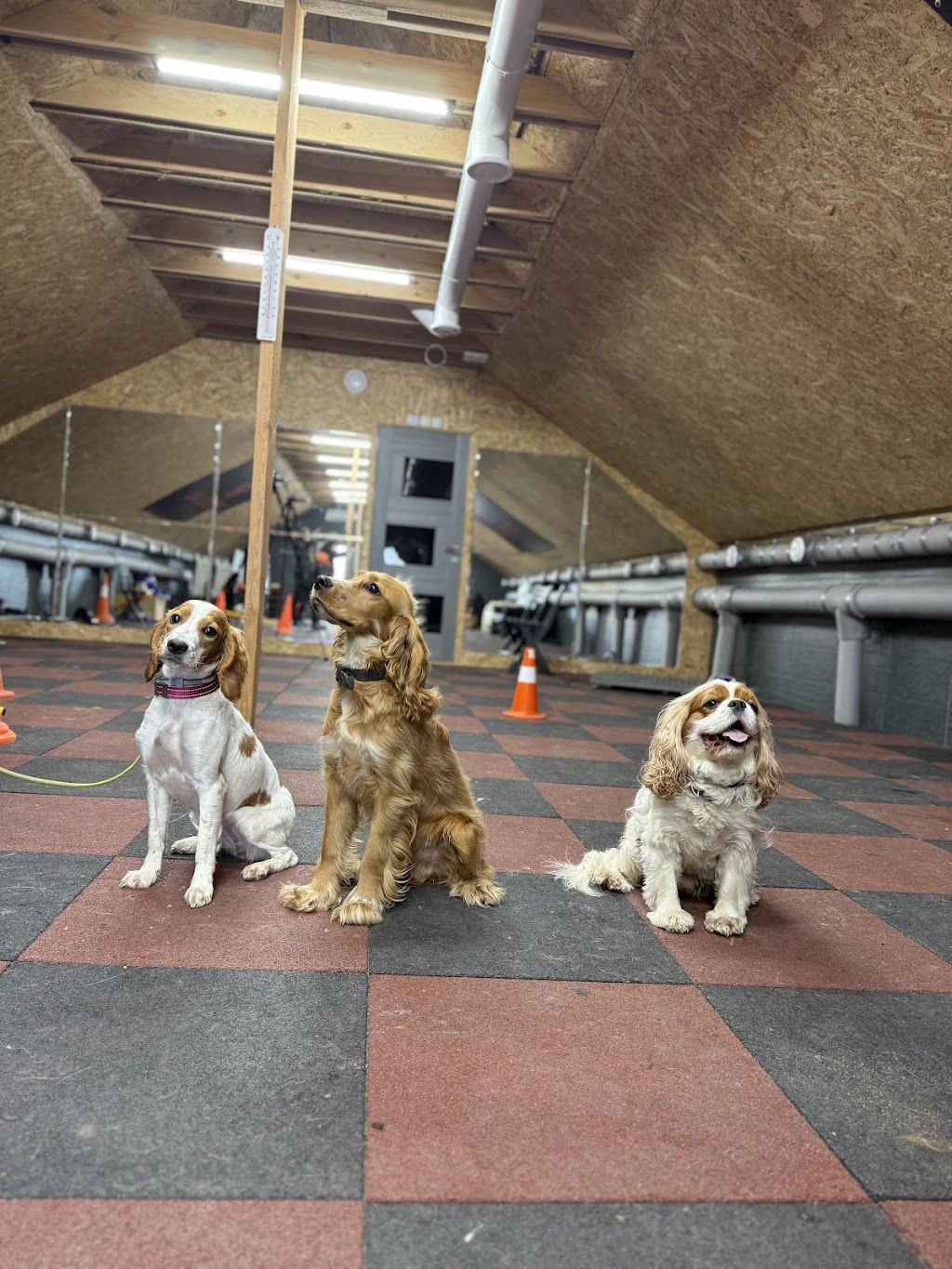 DOGLAND by Loktionov | КІНОЛОГ У КИЄВІ | ДРЕСИРУВАННЯ СОБАК КИЇВ — фото 4