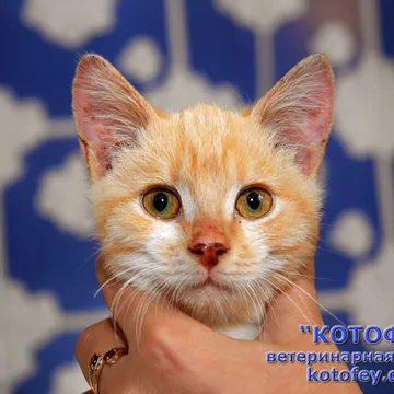 Фото бізнесу Ветеринарна клініка|Зоомагазин|Готель "Котофей"