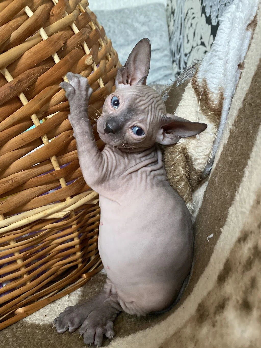 Ветеринарна клініка|Зоомагазин|Готель "Котофей" — фото 2