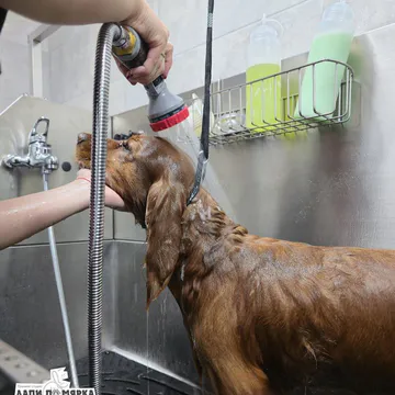 Фото бізнесу Груминг салон "Лапи по мярка"