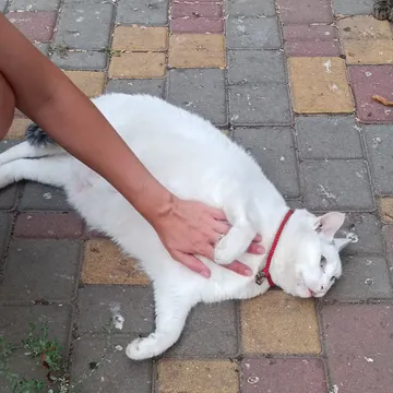 Фото бізнесу Зоосалон "Цуцик"
