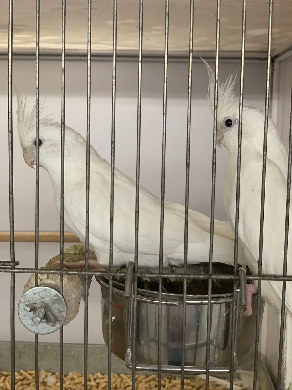 Зоомагазин "ZOO CENTER" Суходол — фото 4
