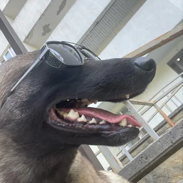 Фото бізнесу Кінологічний клуб «MyPet”