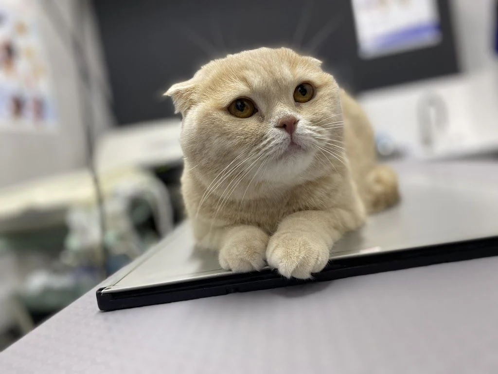 Ветеринарна клініка "#MobileVet" — фото 4