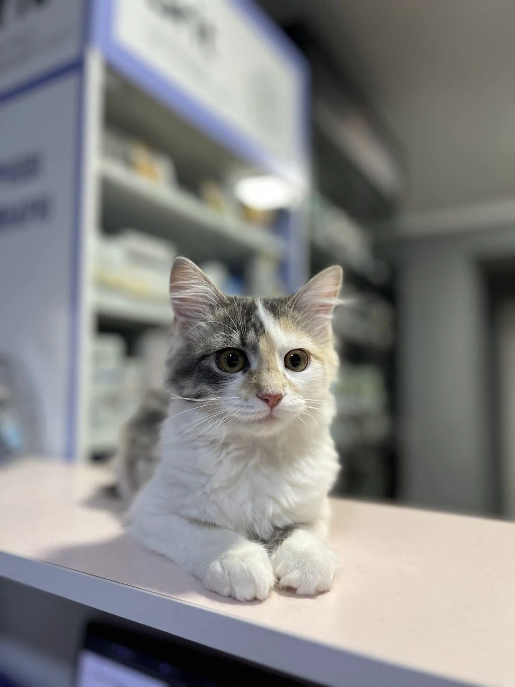 Ветеринарна клініка “VetLife” — фото 2