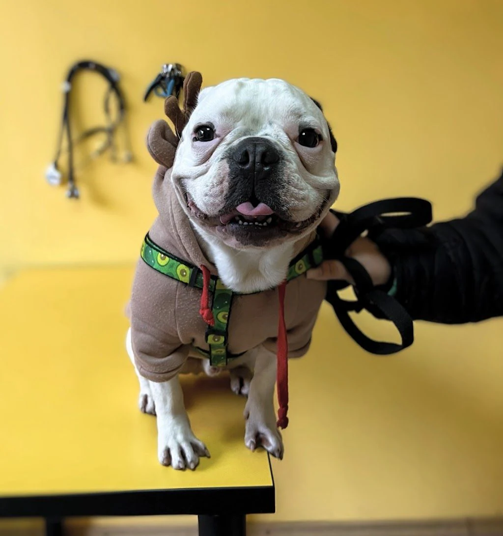 Ветеринарна клініка "Vet Center" — фото 3