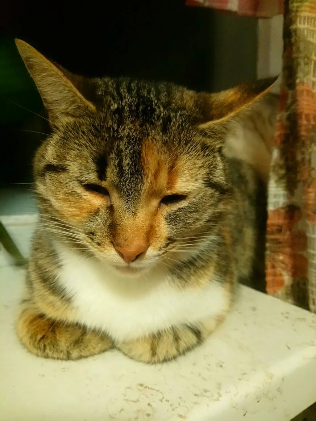 Ветеринарний центр "Багіра" — фото 2