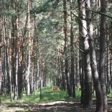 Фото бізнесу Парк природи "Беремицьке"