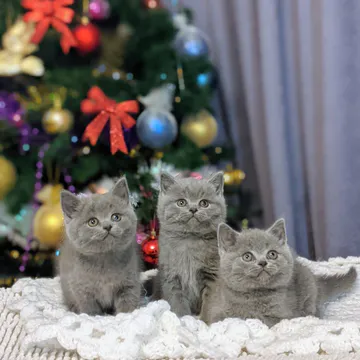 Фото бізнесу Розплідник шотландських кішок "Ellen's Secret"