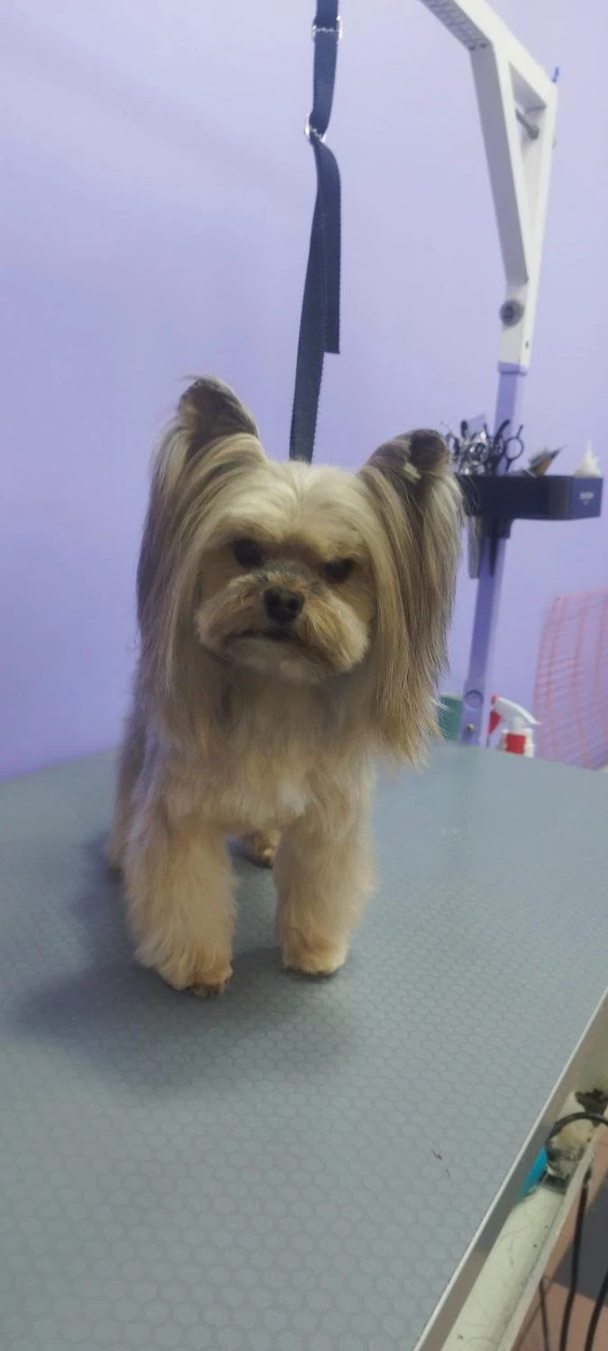 Послуги для домашніх тварин "VS Grooming" — фото 4