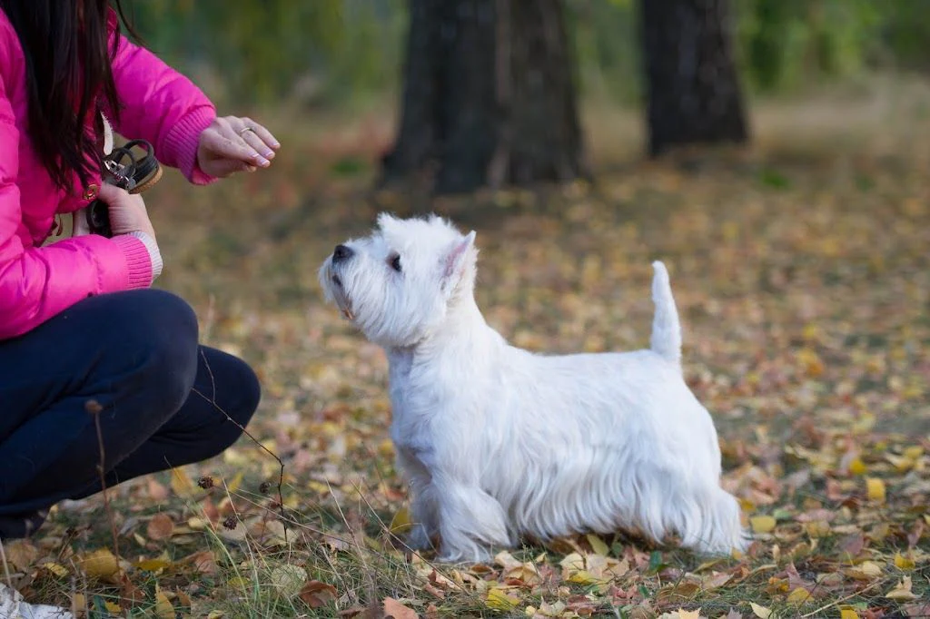 Розплідник Вест Хайленд Уайт Тер'єрів "KRUTIKS LOVE" — фото 2