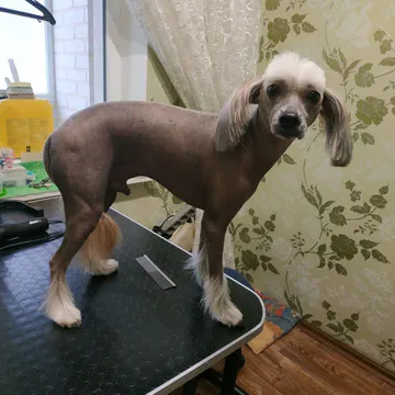 Фото бізнесу Стрижка собак та котів "Gla-mur-cheek"