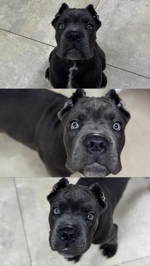 Перукарня для собак і котів "V.O.G DOG SALON" — фото 9