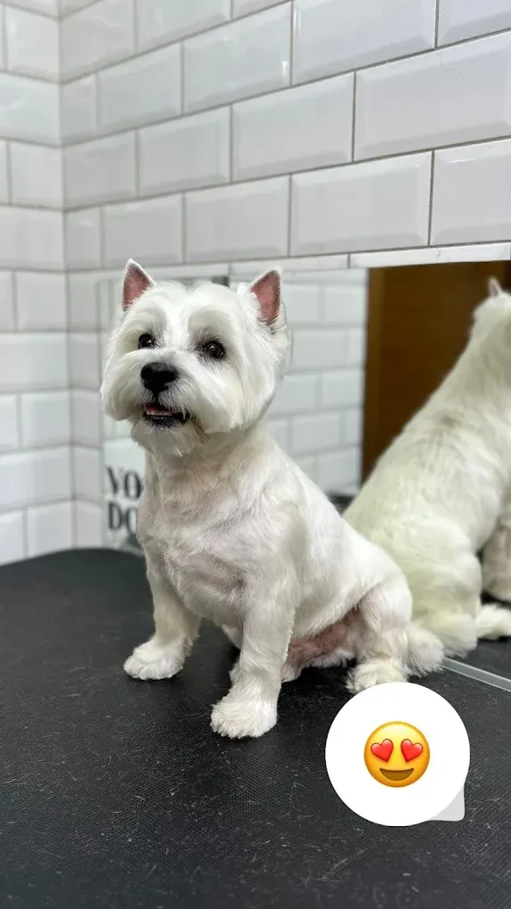 Перукарня для собак і котів "V.O.G DOG SALON" — фото 11