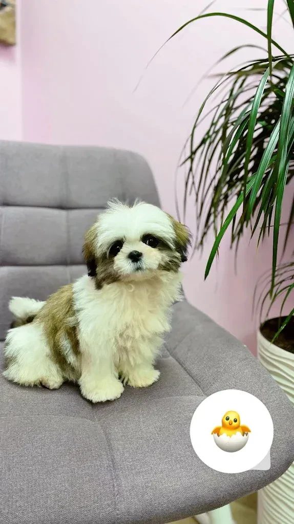 Перукарня для собак і котів "V.O.G DOG SALON" — фото 8