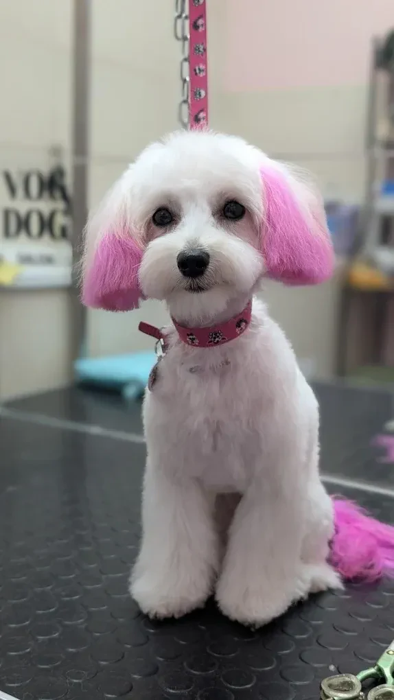 Перукарня для собак і котів "V.O.G DOG SALON" — фото 3