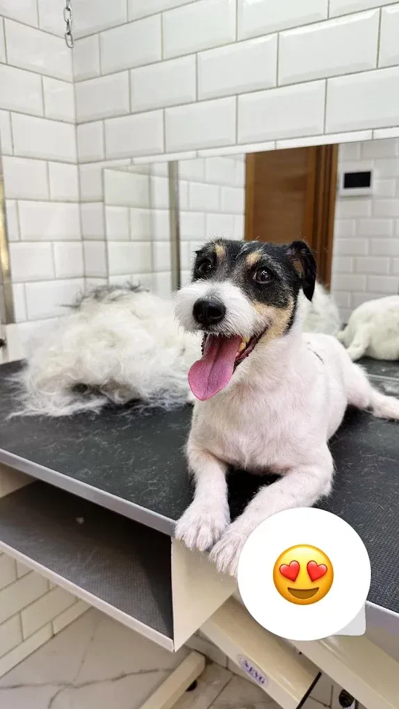 Перукарня для собак і котів "V.O.G DOG SALON" — фото 10