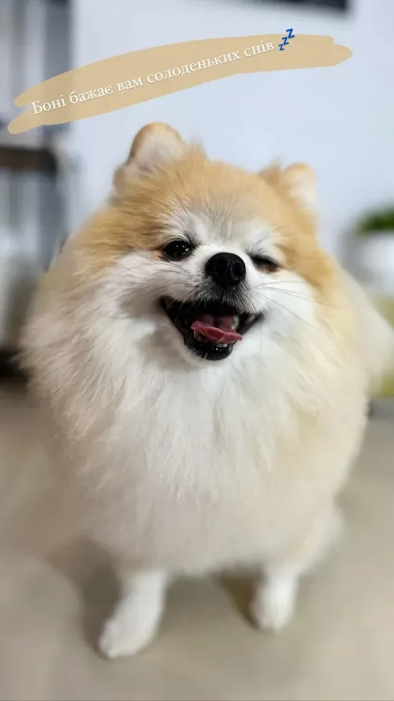 Перукарня для собак і котів "V.O.G DOG SALON" — фото 5