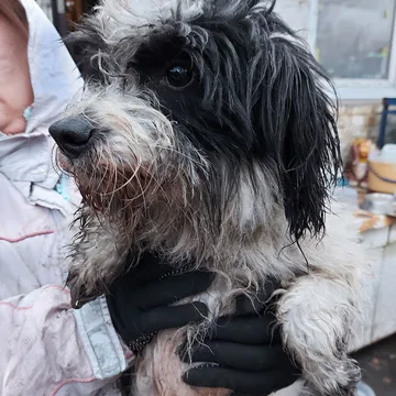 Фото бізнесу Притулок для тварин "Щасливий Пес"