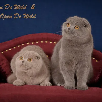 Фото бізнесу Заводчик котів у Львові "Open De Weld"