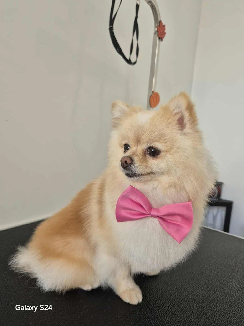 Груминг салон "Sweet grooming salon" — фото 2