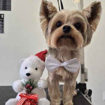 Фото бізнесу Груминг салон "Sweet grooming salon"