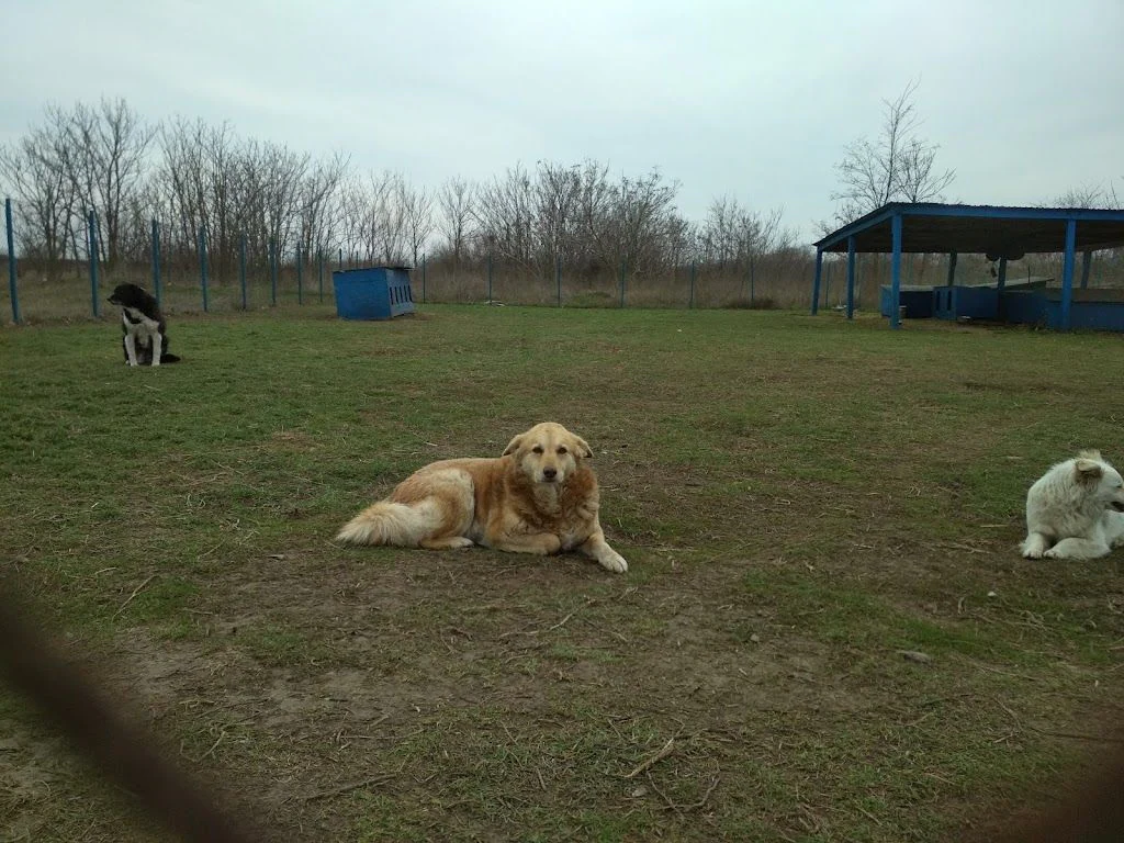 Благодійний заклад "Притулок для захисту та допомоги безпритульним тваринам" — фото 4