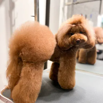 Фото бізнесу Грумінг салон "Charlie&Woof"