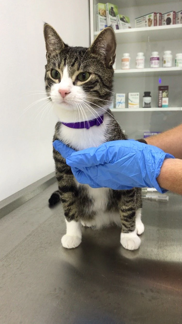 Ветеринарна клініка "Vet.Doctor+" — фото 2