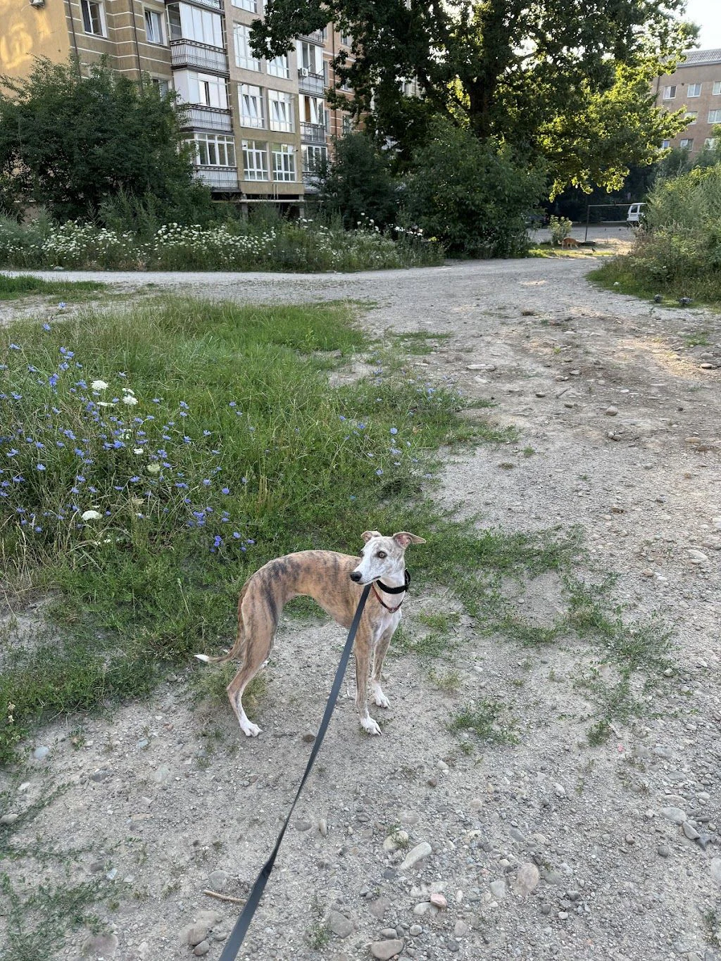 "Dog care" - школа тренувань, зооготель, грумінг, кінолог, зоомагазин в Івано-Франківську — фото 4